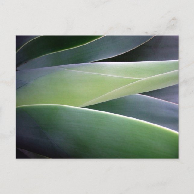 Carte Postale Feuilles agaves (Devant)