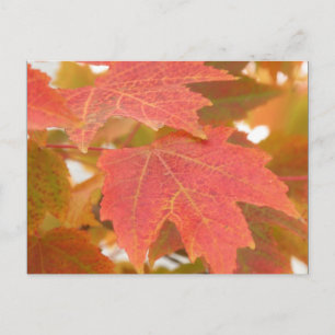Carte Postale Feuilles automnales