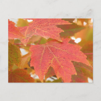 Carte Postale Feuilles automnales