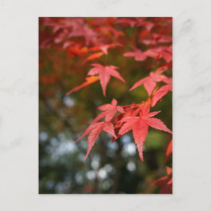 Carte postale Feuilles Automne