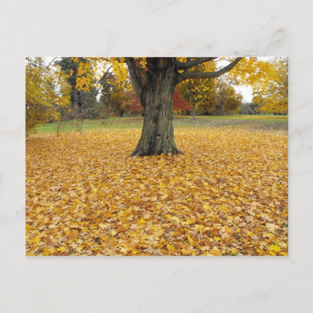 Carte postale Feuilles Automne (Devant)