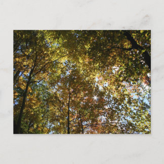 Carte postale Feuilles Automne