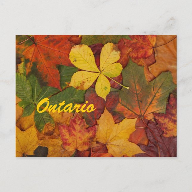 Carte postale Feuilles Automne Ontario (Devant)