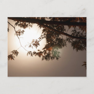 Carte Postale Feuilles d'arbre et lumière de lune