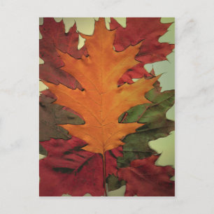 Carte Postale Feuilles d'automne
