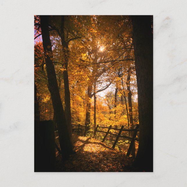 Carte Postale Feuilles d'automne (Devant)
