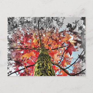 Carte Postale feuilles d'automne