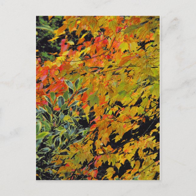 Carte Postale Feuilles d'automne (Devant)