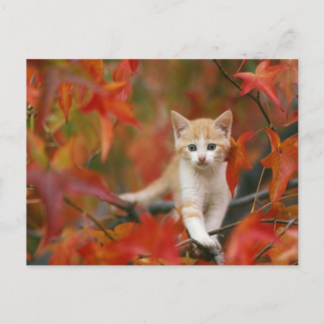 Carte Postale Feuilles d'automne (Devant)