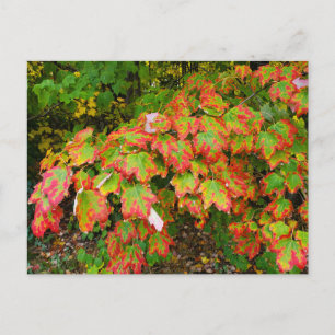 Carte Postale Feuilles d'automne