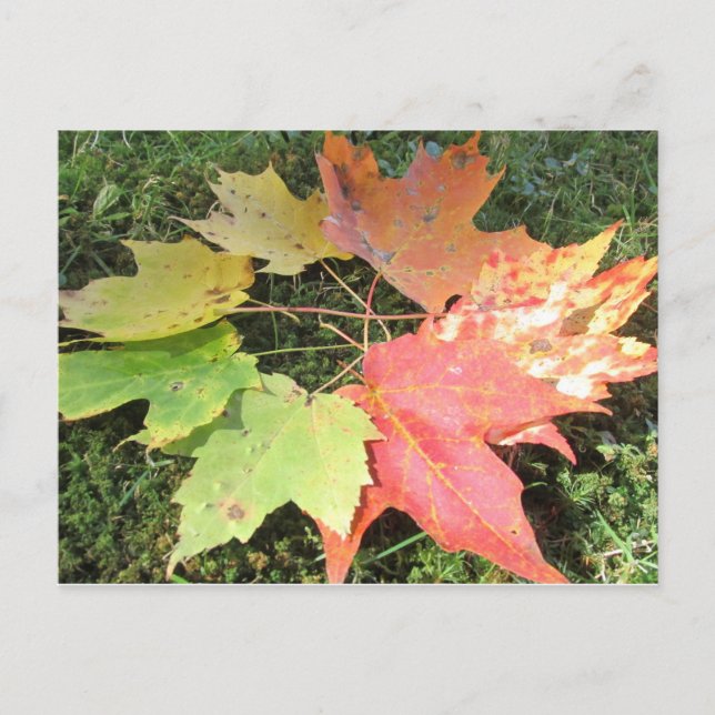 Carte Postale Feuilles d'automne (Devant)