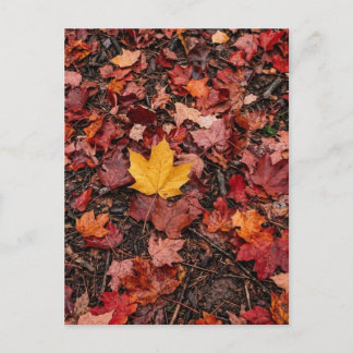 Carte Postale Feuilles d'automne 