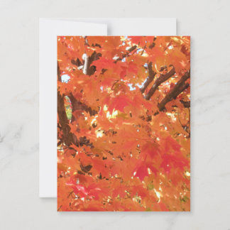 Carte Postale Feuilles d'automne 1