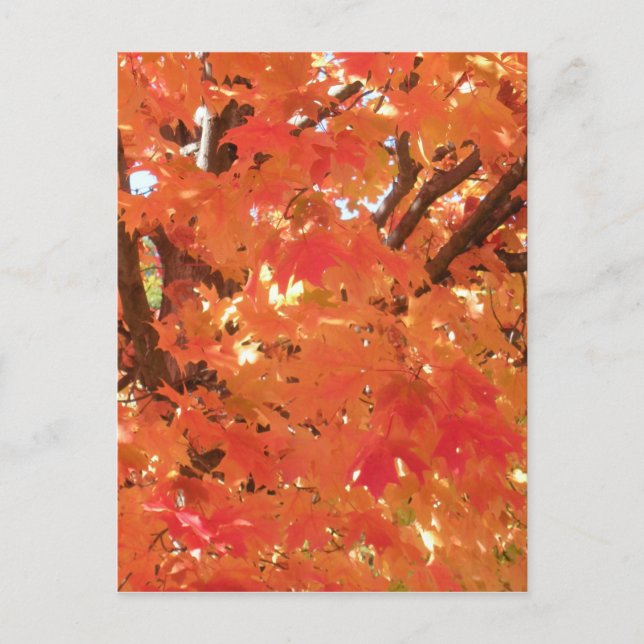 Carte Postale Feuilles d'automne 1 (Devant)