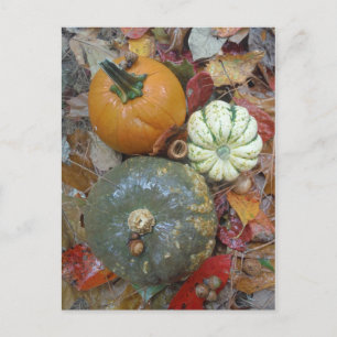 Carte Postale Feuilles d'automne Citrouille et gourdes