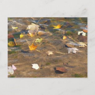 Carte Postale Feuilles d'automne dans l'étang de l'eau Photograp