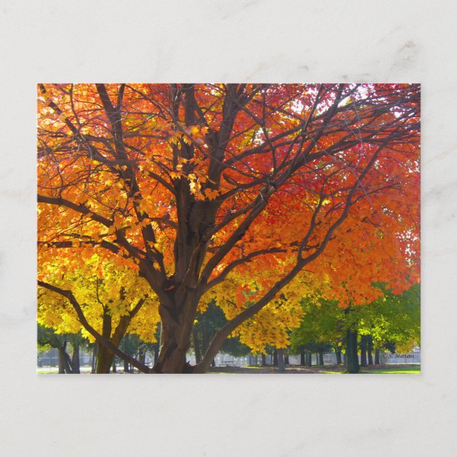 Carte Postale Feuilles d'automne de la photo jaune et orange (Devant)