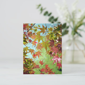 Carte Postale Feuilles d'automne : Japon