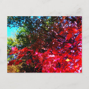 Carte Postale Feuilles d'automne japonais rose rouge
