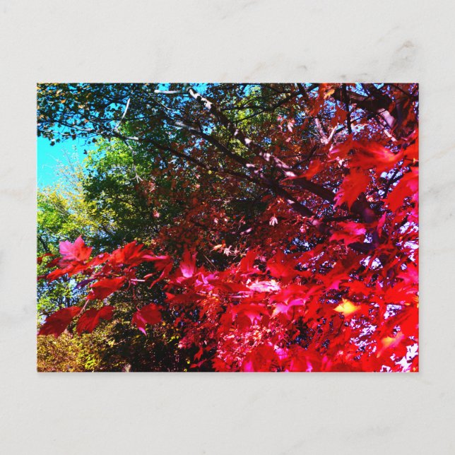 Carte Postale Feuilles d'automne japonais rose rouge (Devant)
