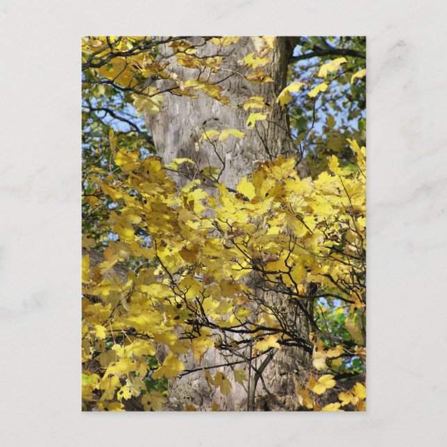 CARTE POSTALE FEUILLES D'AUTOMNE JAUNE (Devant)