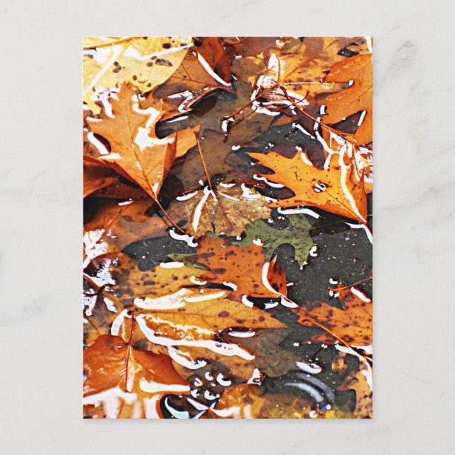 Carte Postale Feuilles d'automne pluvieuses (Devant)