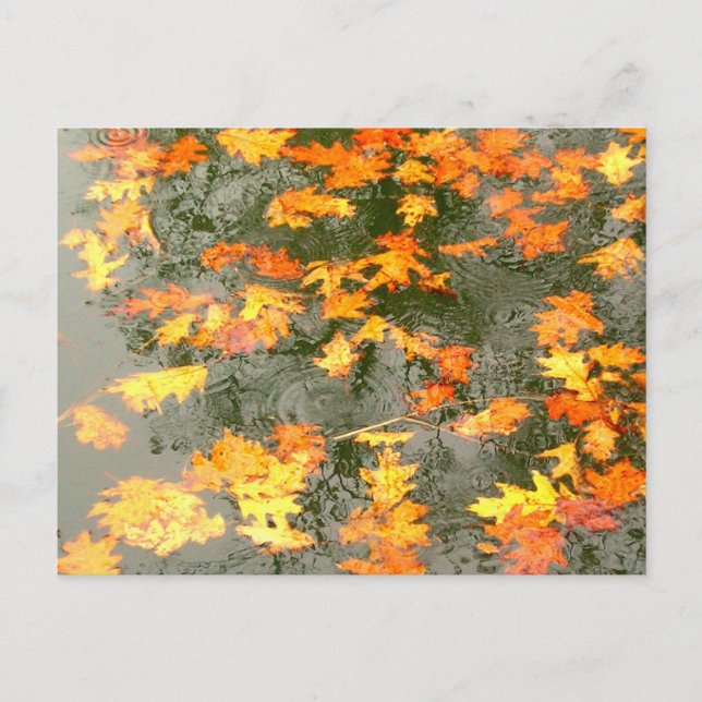 Carte Postale Feuilles d'automne sous la pluie (Devant)