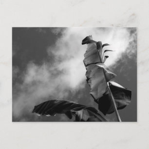 Carte Postale Feuilles de bananier