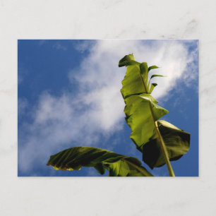 Carte Postale Feuilles de bananier