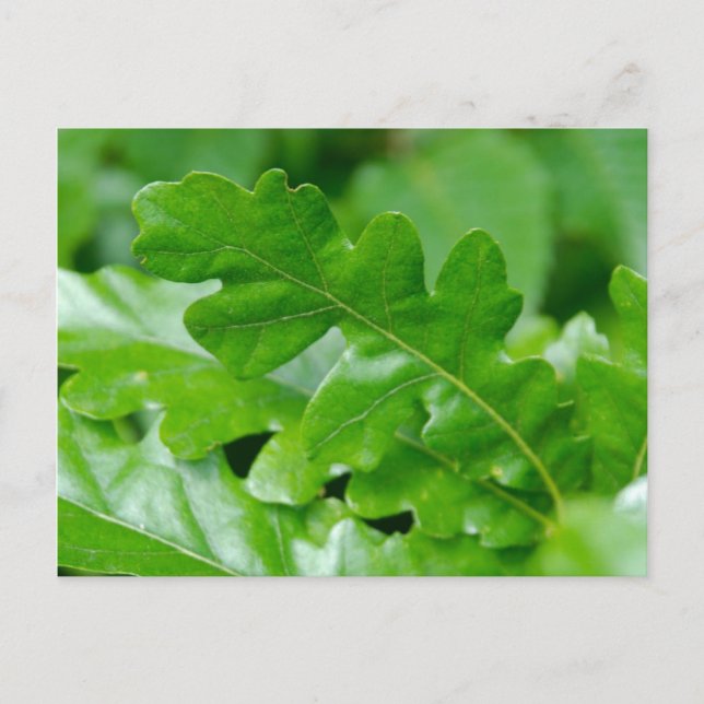 Carte Postale Feuilles de chêne (Devant)