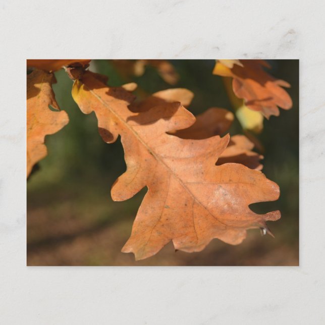 Carte postale Feuilles de chêne d'automne (Devant)