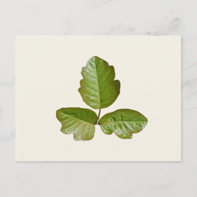 Carte Postale Feuilles de chêne poison - Identifier le plante dé (Devant)