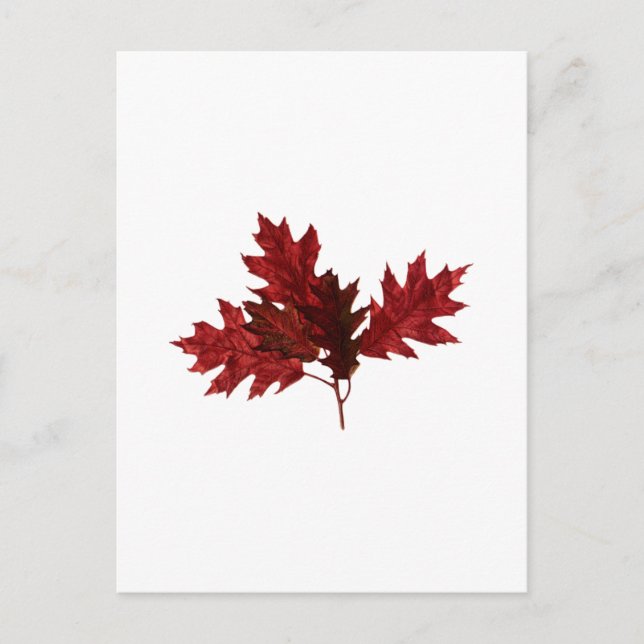 Carte Postale Feuilles de chêne rouge (Devant)