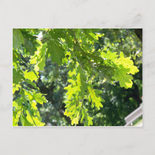 Carte Postale Feuilles de chêne vert vierge