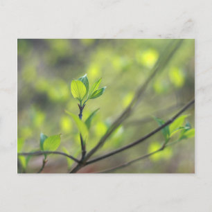 Carte Postale Feuilles de Dogwood émergent au printemps