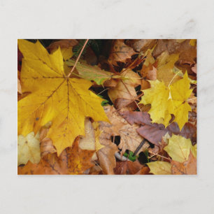 Carte Postale Feuilles de Érable Tombées Jaune Automne Nature