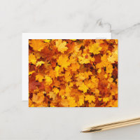 Feuilles de l'érable d'automne