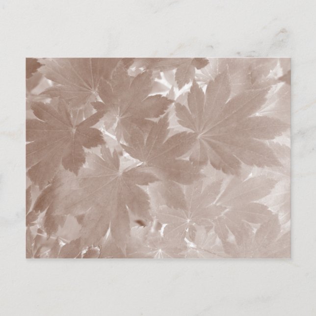 Carte Postale Feuilles de l'érable d'automne (Devant)