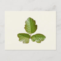 Feuilles de lierre de poison - plante de lierre de
