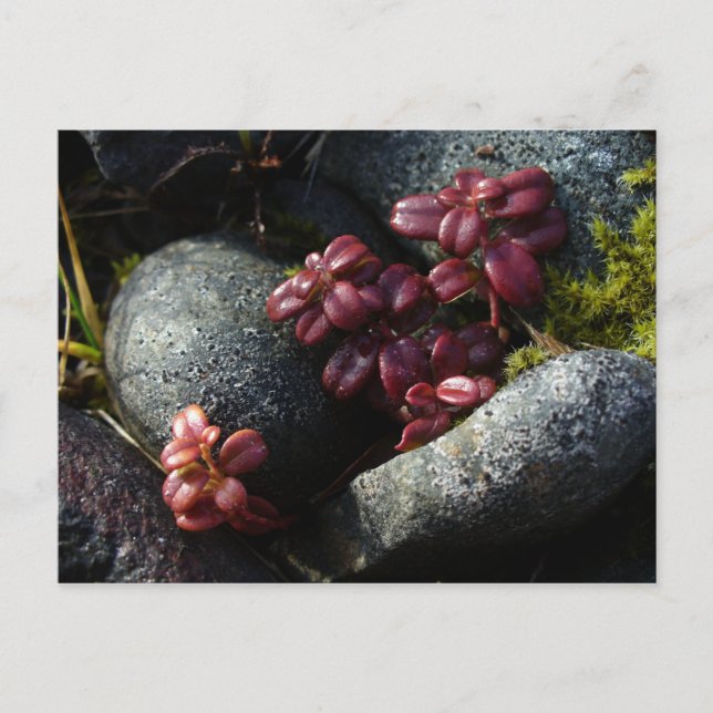 Carte Postale Feuilles de lingonberry - Couleurs d'automne, île  (Devant)