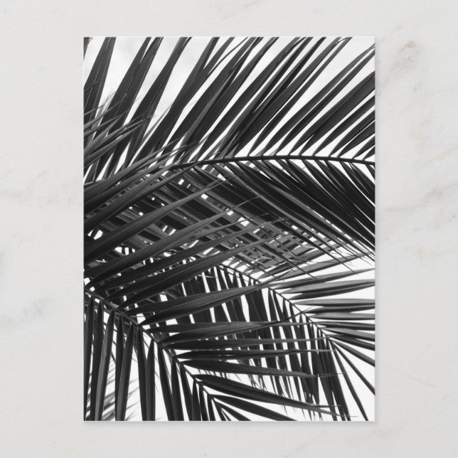 Carte Postale Feuilles de palmiers tropicaux - Photographie noir (Devant)