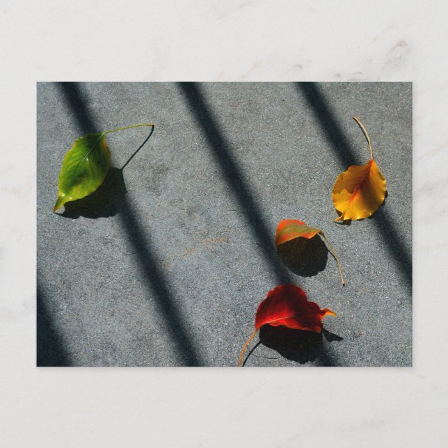 Carte Postale Feuilles d'érable (Devant)