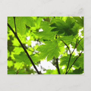 Carte Postale Feuilles d'érable avec Raindrops
