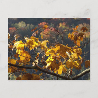 Carte Postale Feuilles d'érable dans le Vermont