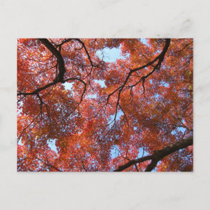 Carte Postale Feuilles d'érable japonais en automne