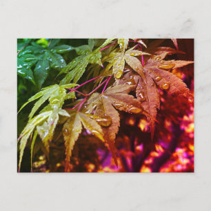 Carte Postale Feuilles d'érable japonais Rainbow