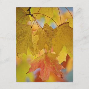 Carte Postale feuilles d'érable rouge et jaune, dans le sud