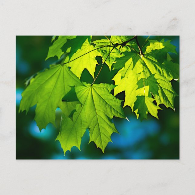 Carte Postale Feuilles d'érable vert frais (Devant)