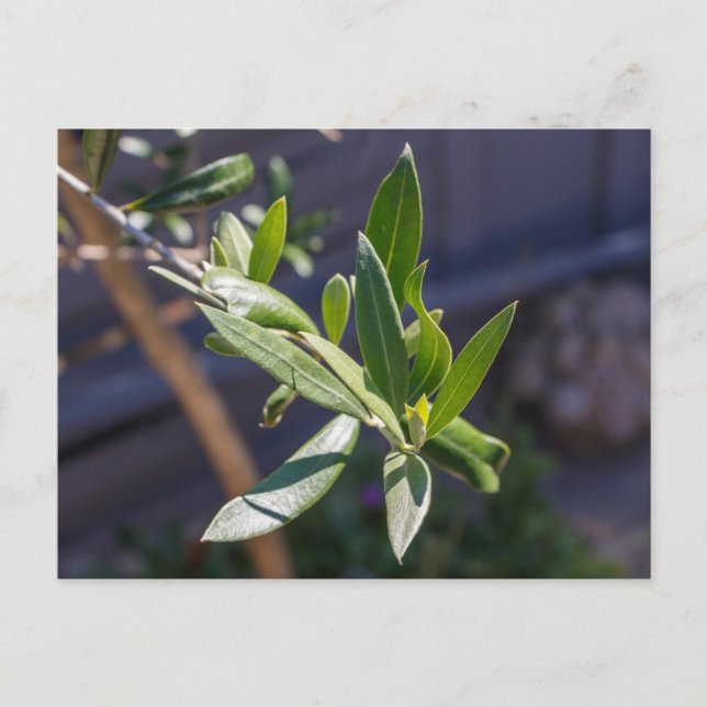 Carte Postale Feuilles d'olivier (Devant)