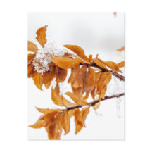 Feuilles d'orange en hiver